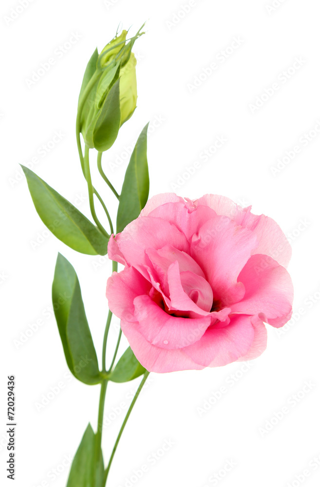 Naklejka premium Beautiful eustoma flower isolated on white