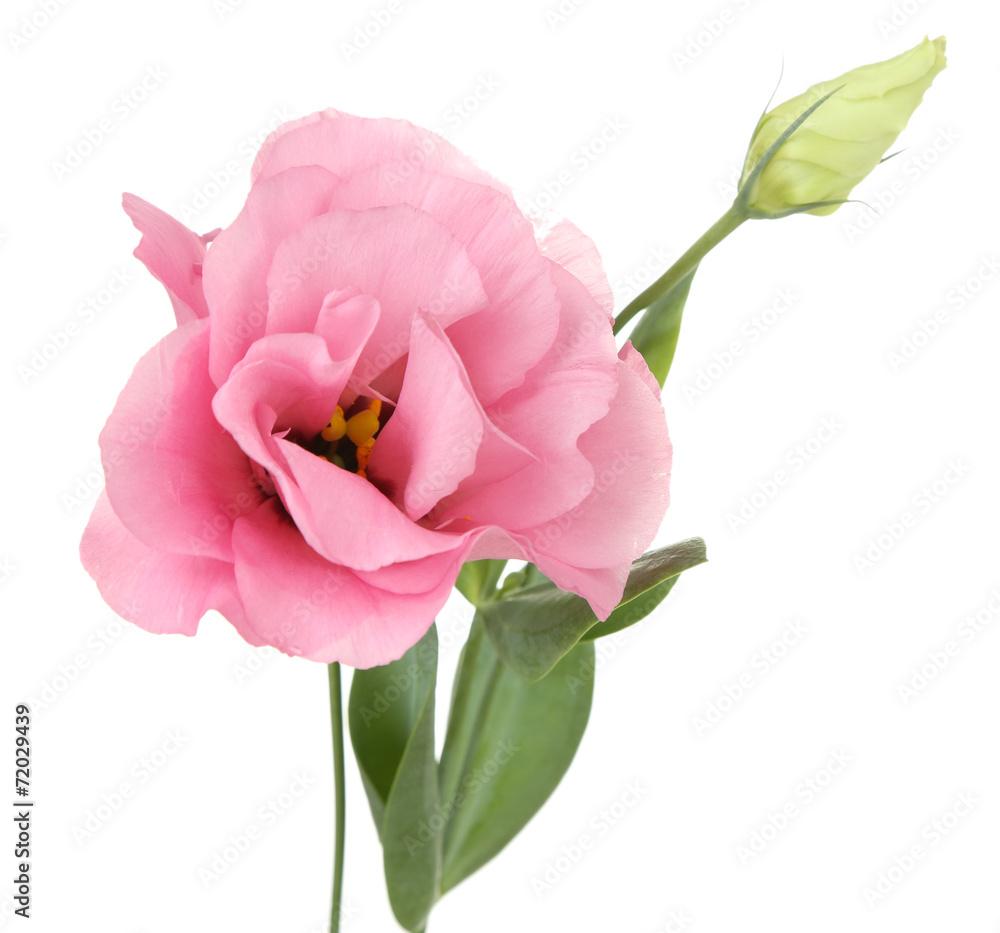 Naklejka premium Beautiful eustoma flower isolated on white