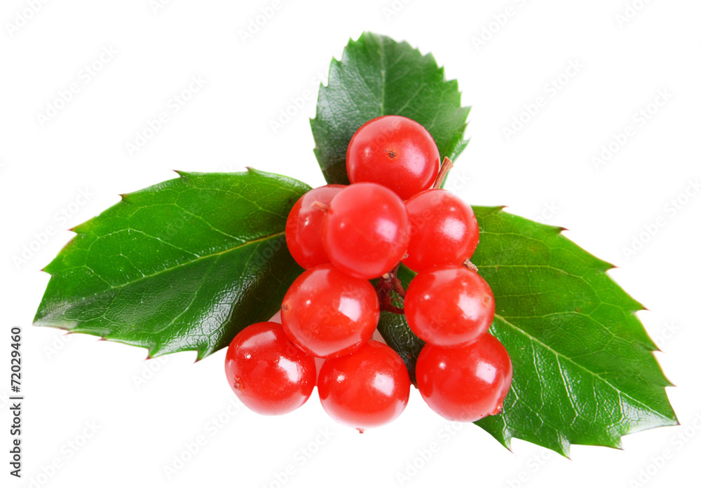Leaves of mistletoe with berries isolated on white Leaves of mistletoe with berries isolated on white