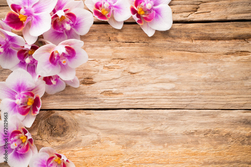 Fototapeta Naklejka Na Ścianę i Meble -  Orchid.