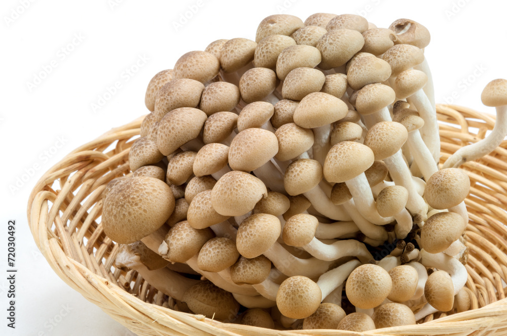 brown beech mushroom on white background brown beech mushroom on white background