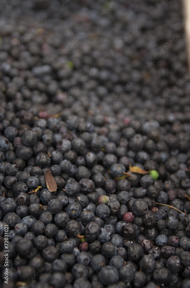 Pile of blueberries Pile of blueberries