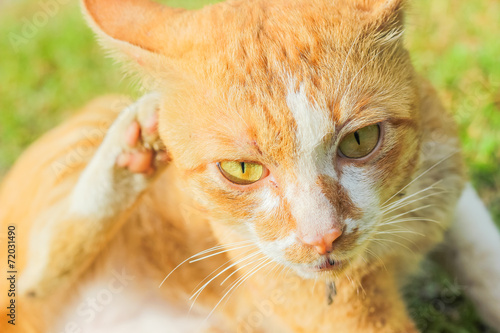 Cat portrait close up