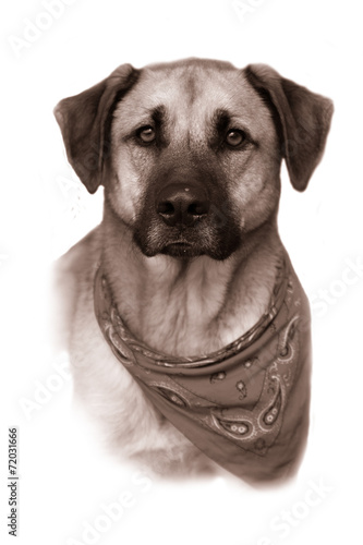 Large mixed breed dog in vintage sepia