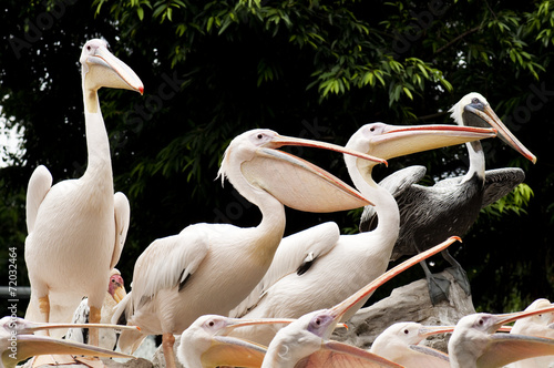 A group of pelicans