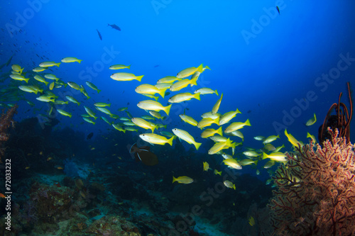 School of fish on coral reef underwater © Richard Carey