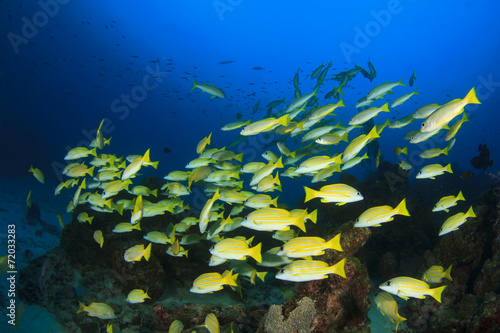School yellow fish on coral reef © Richard Carey