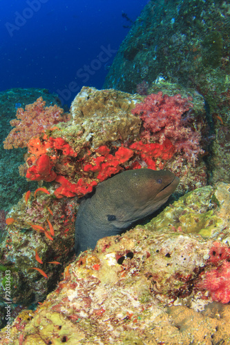 Giant Moray Eel