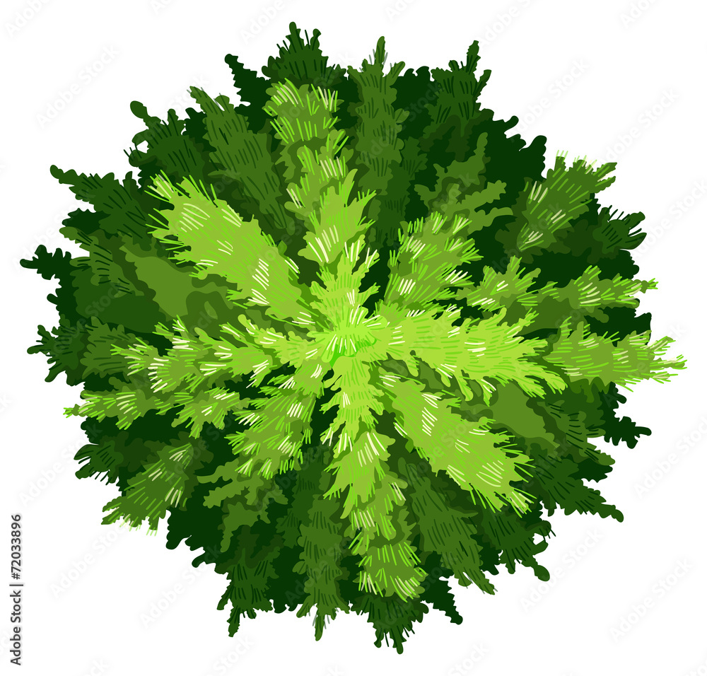 Obraz premium A pine tree