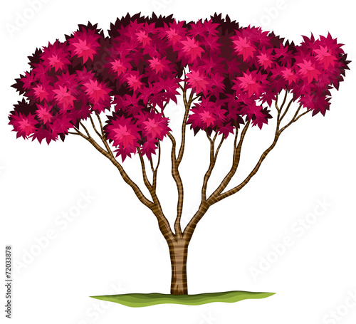 A bloodgood Japanese maple plant