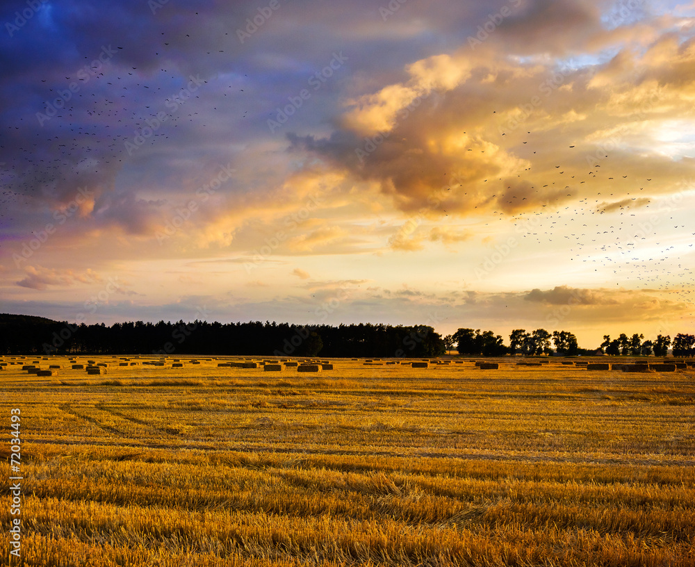 Field and sky