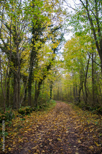 Fototapeta Naklejka Na Ścianę i Meble -  Country road in fall colors