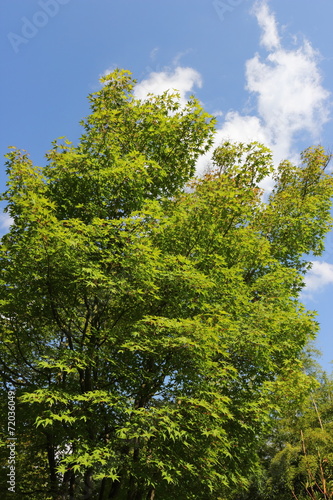 カエデの木と夏の空 © naname21
