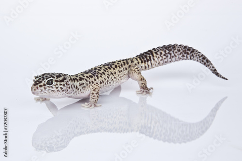 Leopard Gecko on white background