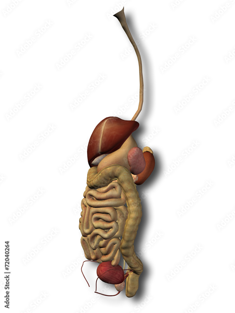 Human organs isolated on white Stock Illustration | Adobe Stock