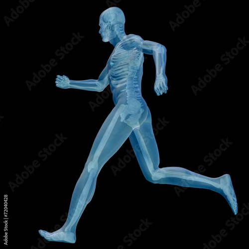 3D human male anatomy isolated