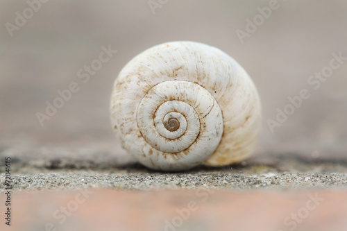 Macro Empty Little Shell Snail on Brick