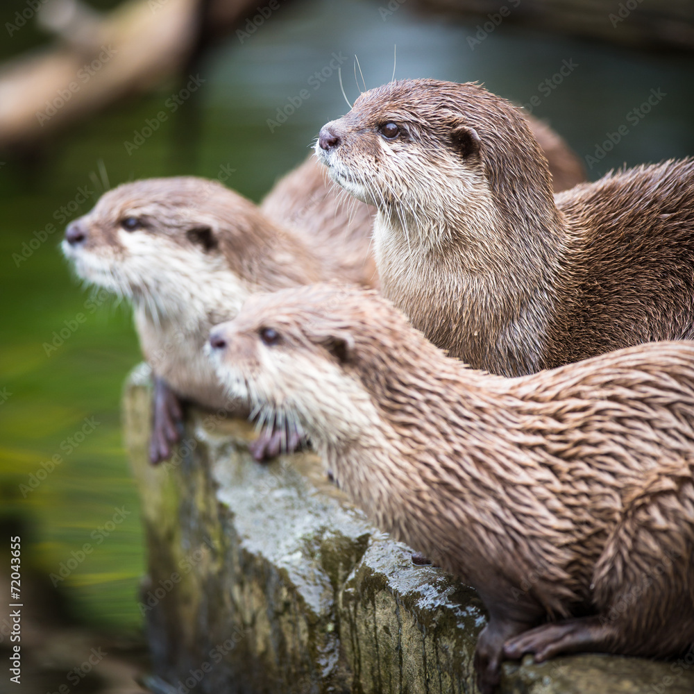 An oriental small-clawed otter / Aonyx cinerea / An oriental small-clawed otter / Aonyx cinerea /