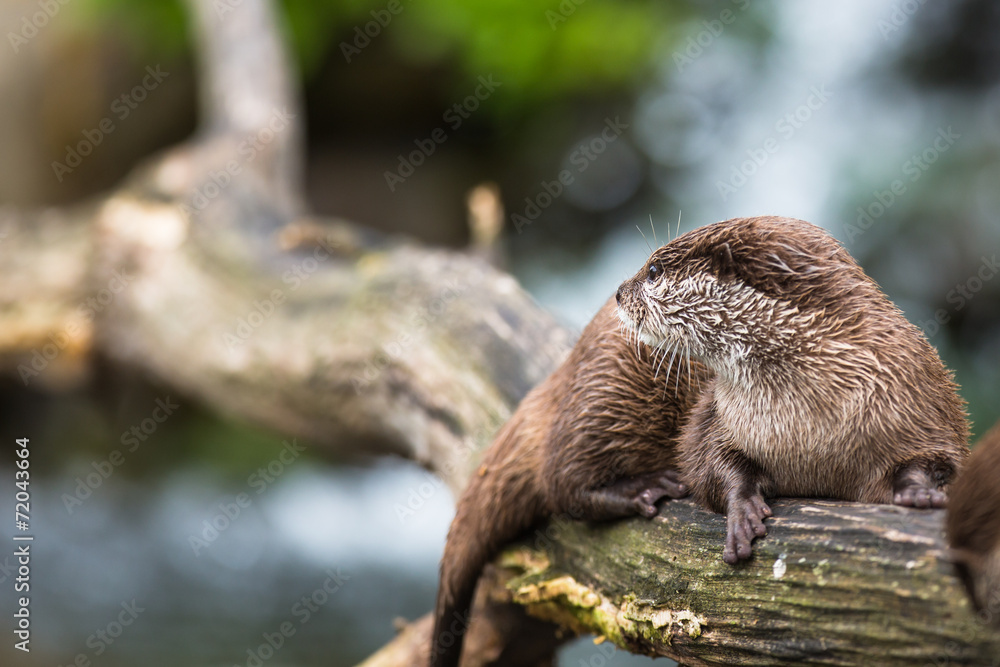 An oriental small-clawed otter / Aonyx cinerea / An oriental small-clawed otter / Aonyx cinerea /