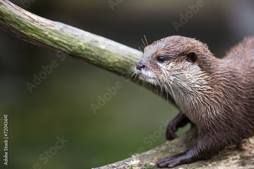An oriental small-clawed otter / Aonyx cinerea / © lightpoet
