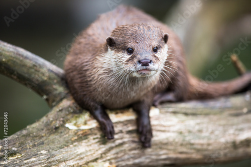 An oriental small-clawed otter / Aonyx cinerea /