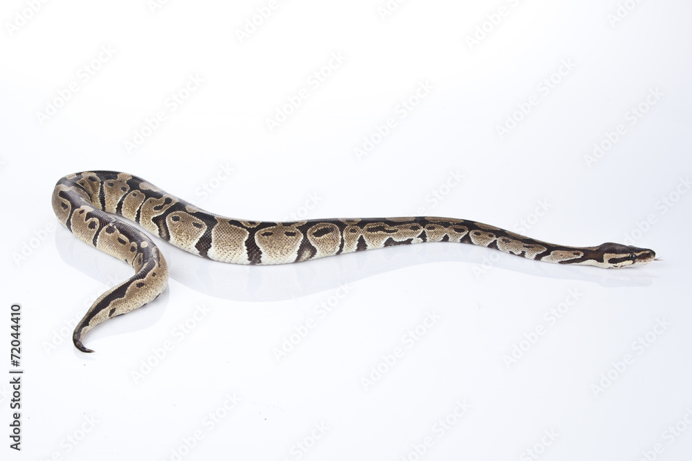 Ball Python with white background Ball Python with white background