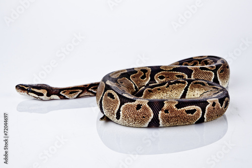 Ball Python with white background