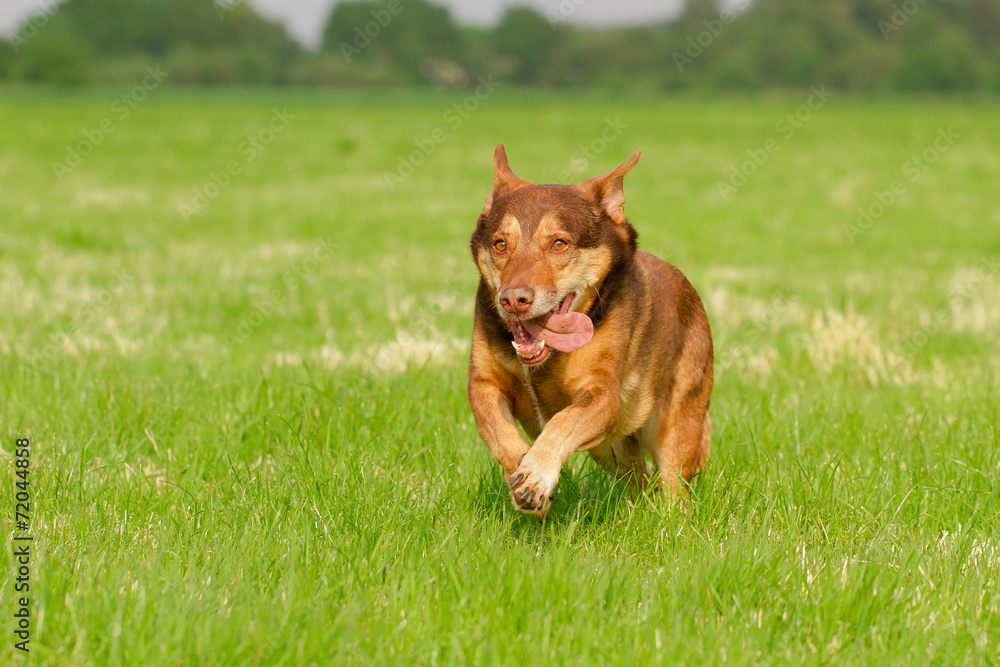 Hund in Action