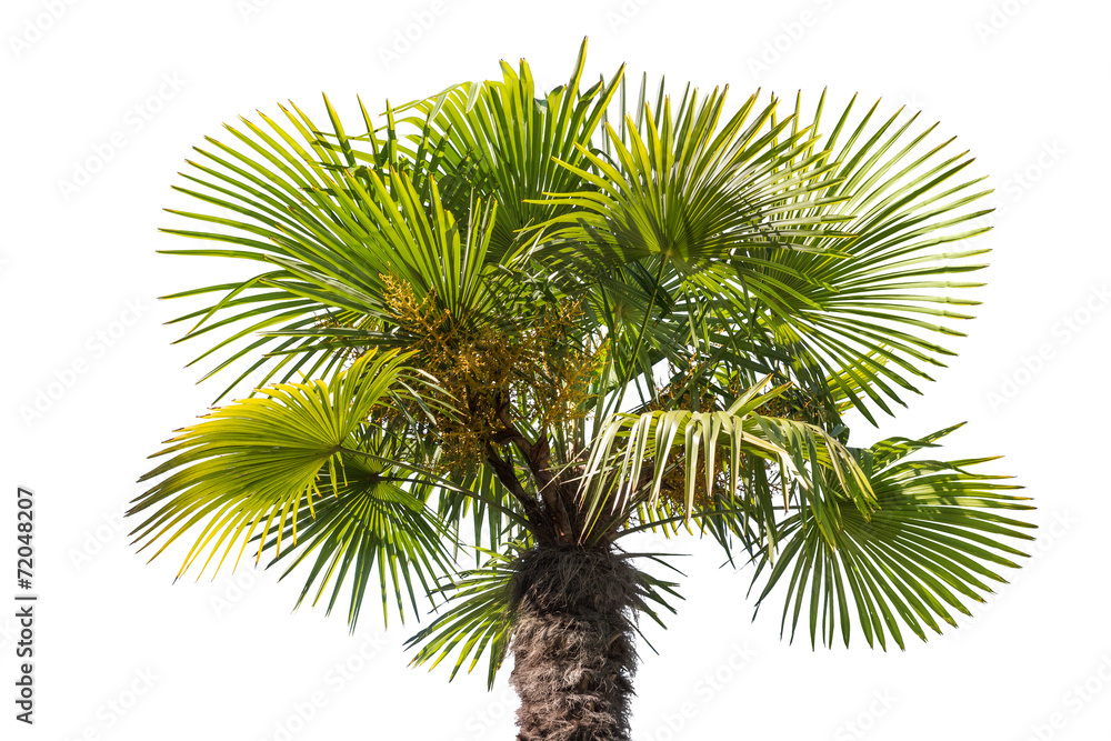 Fototapeta premium isolated palm tree top part
