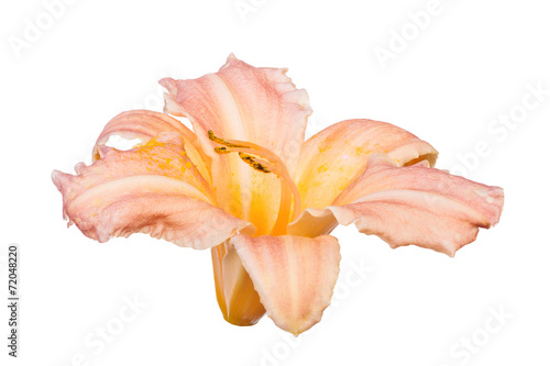 light orange isolated lily bloom