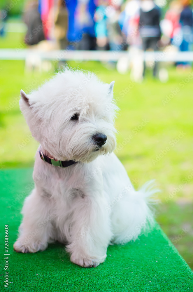 west highland terrier west highland terrier