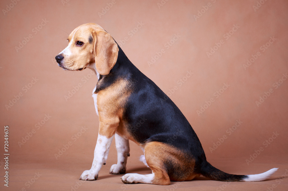 Beagle dog