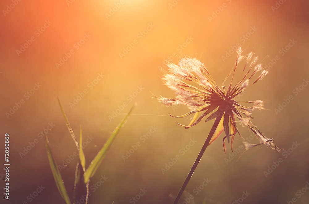 Closeup photo of dandelion at sunrise