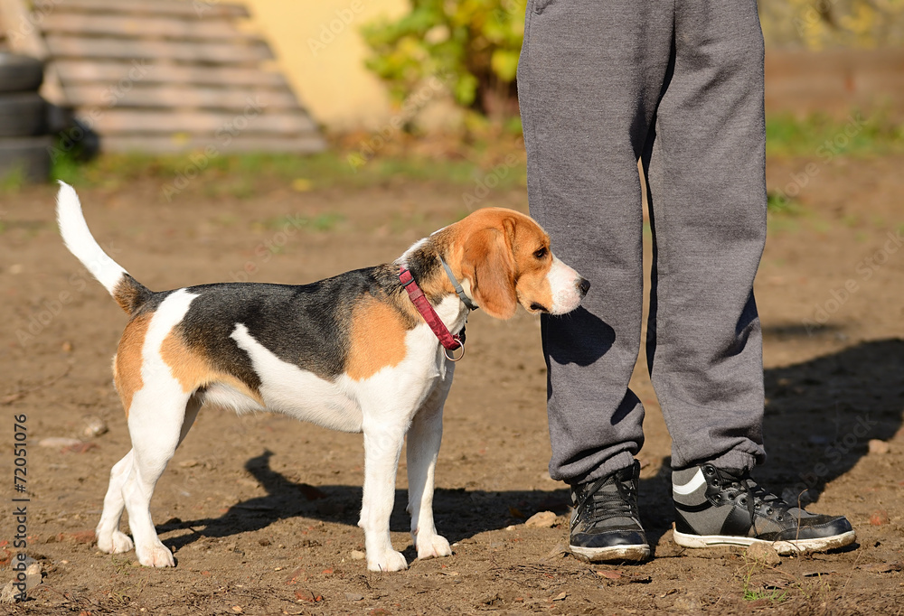 Photo of a Beagle dog Photo of a Beagle dog