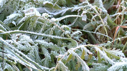 green grass under the frost