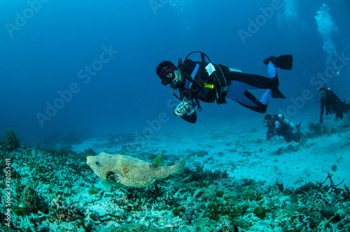 Divers & pufferfish, Gili Lombok Nusa Tenggara Barat underwater