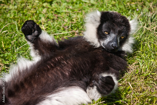 group of relaxing lemus on grass