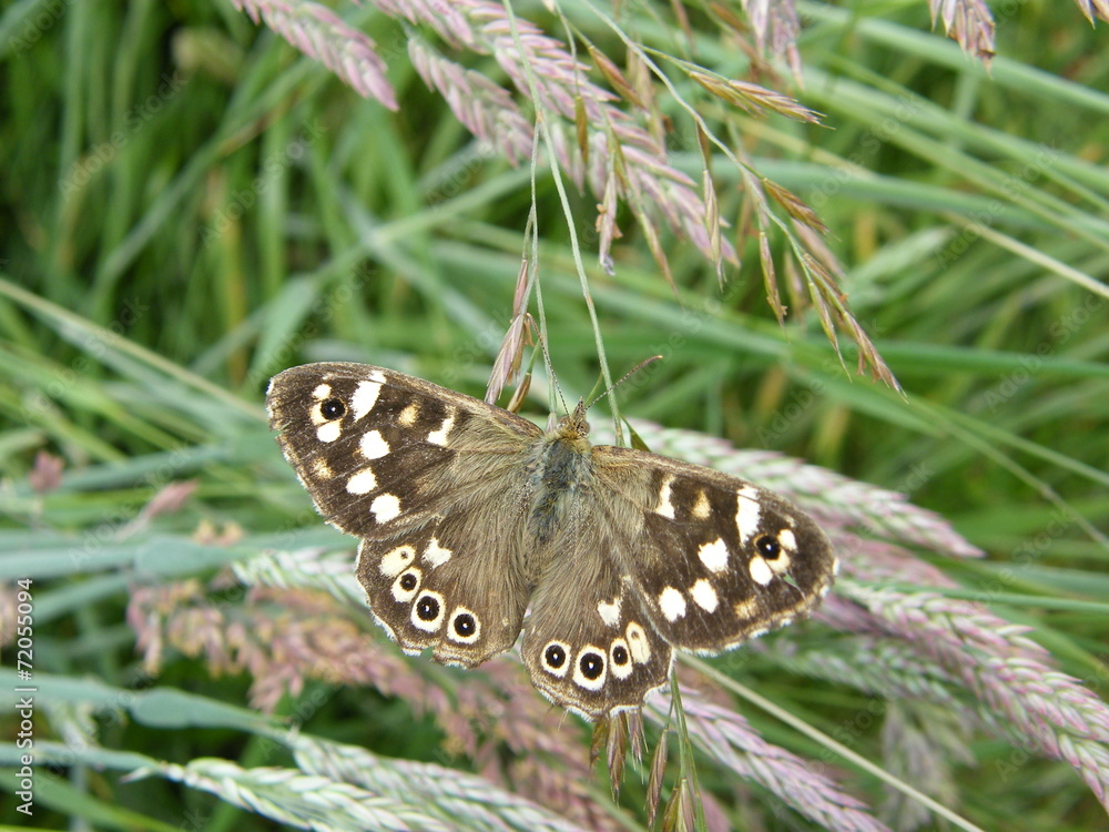 Obraz premium Speckled Wood Butterfly