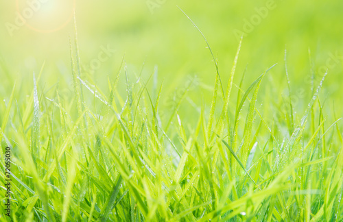 Fresh green grass with water droplet on sunshine