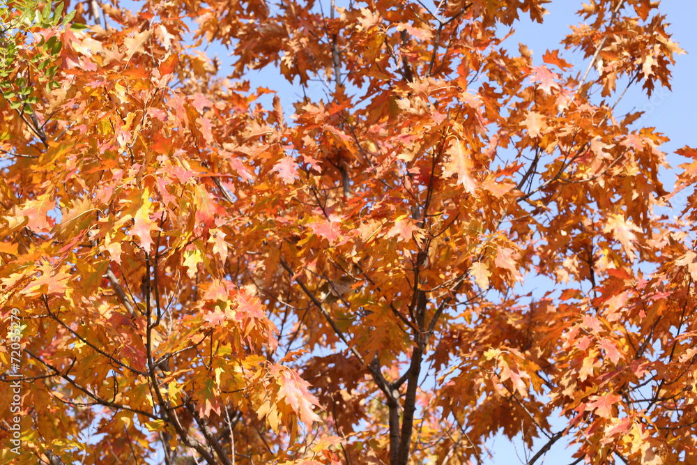 Beautiful autumn background Beautiful autumn background