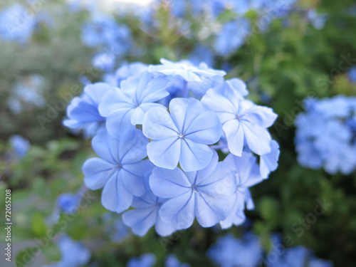 flores azules