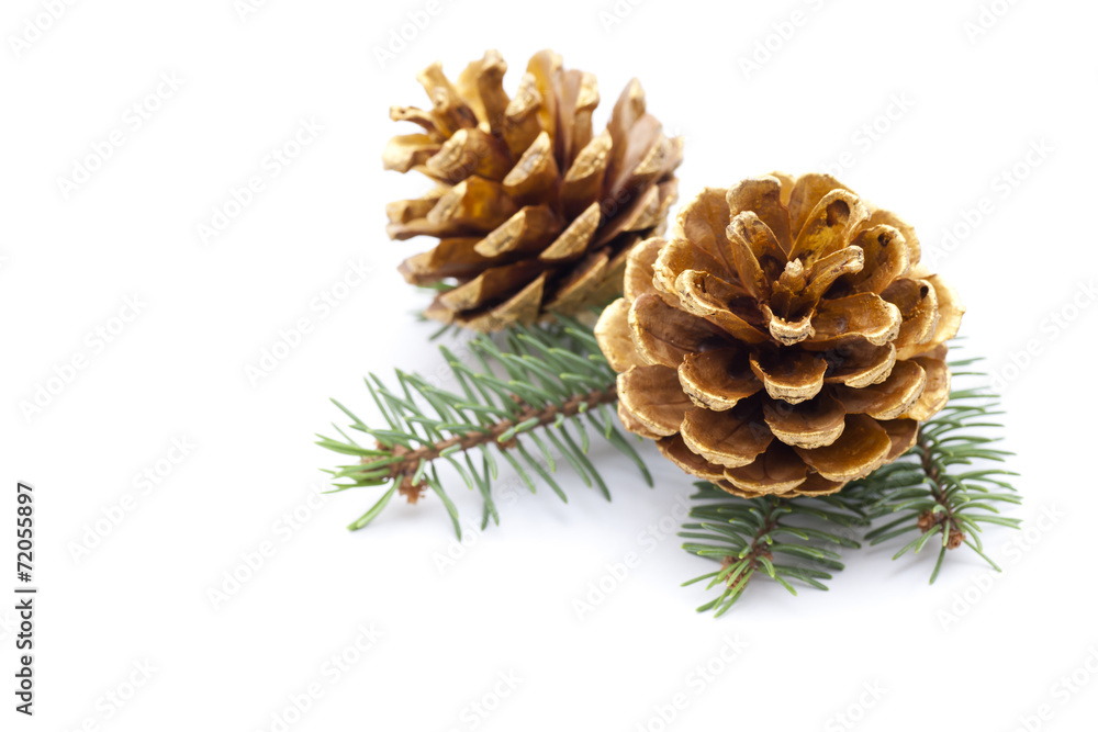 Pine cones with branch on a white background Pine cones with branch on a white background