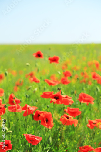 Beautiful poppy flowers in the field