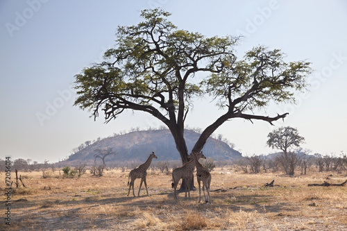 Group of wild african giraffes under a tree