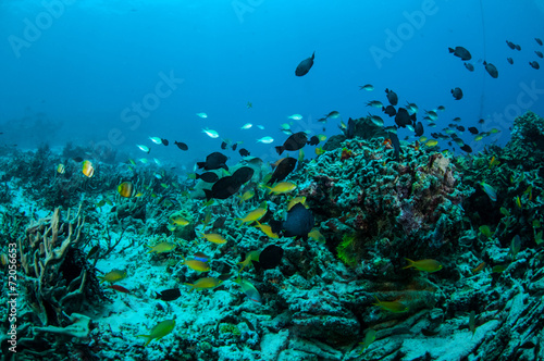 Various coral fishes, Gili Lombok Nusa Tenggara Barat underwater