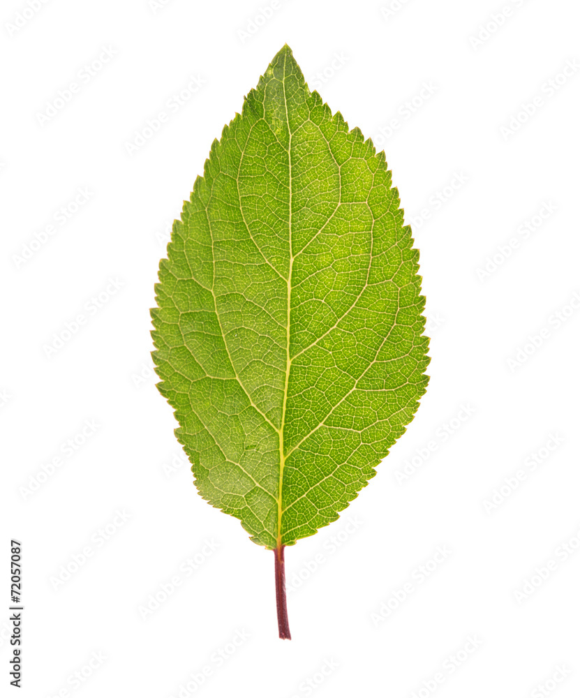 leaf leaf