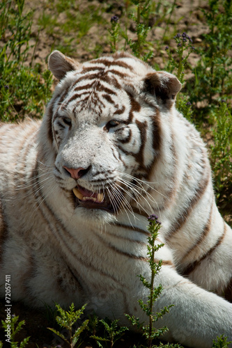 Fototapeta Naklejka Na Ścianę i Meble -  white tiger on green grass