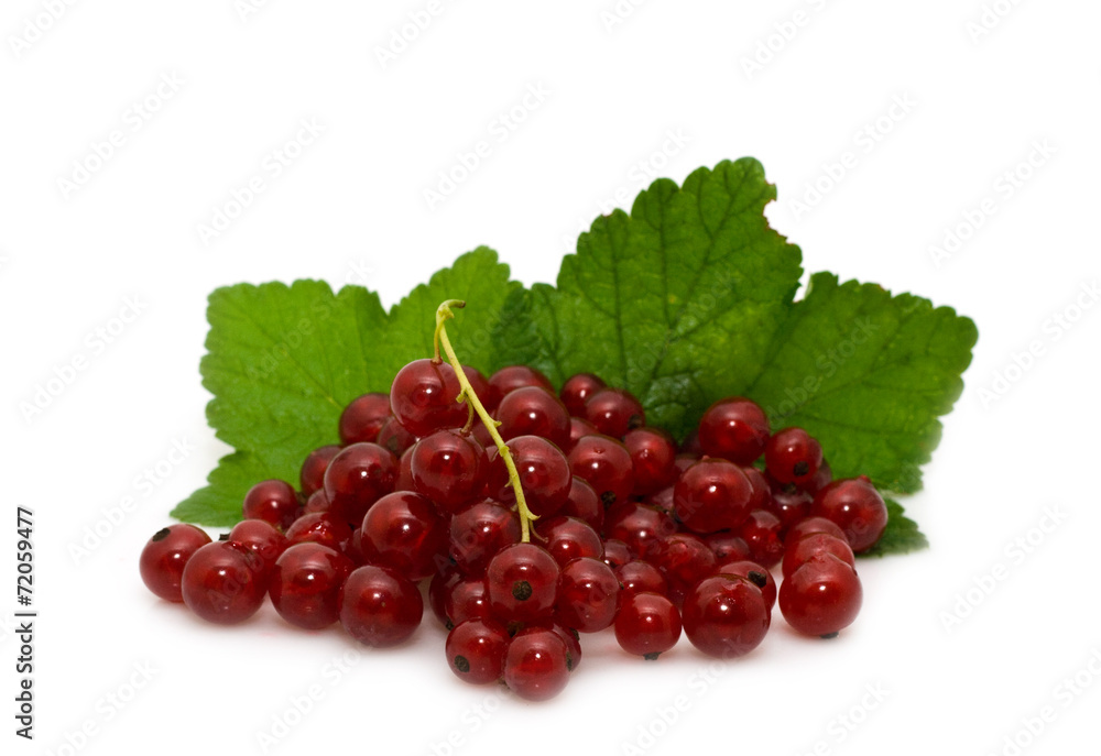 red garden-stuffs of currant red garden-stuffs of currant