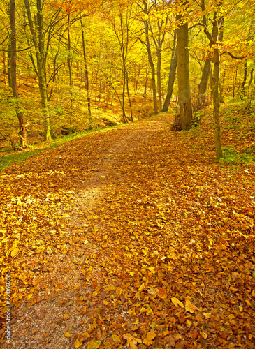 Autumnal scene in the forest