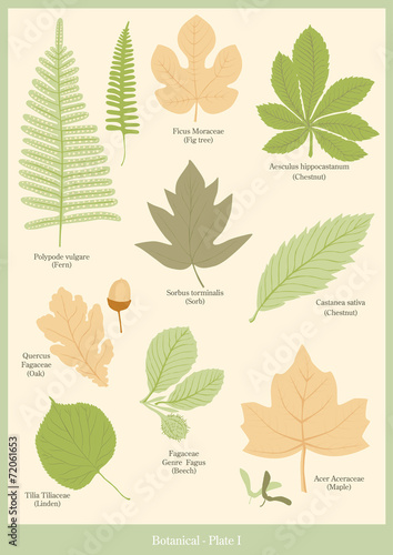Botanical plate